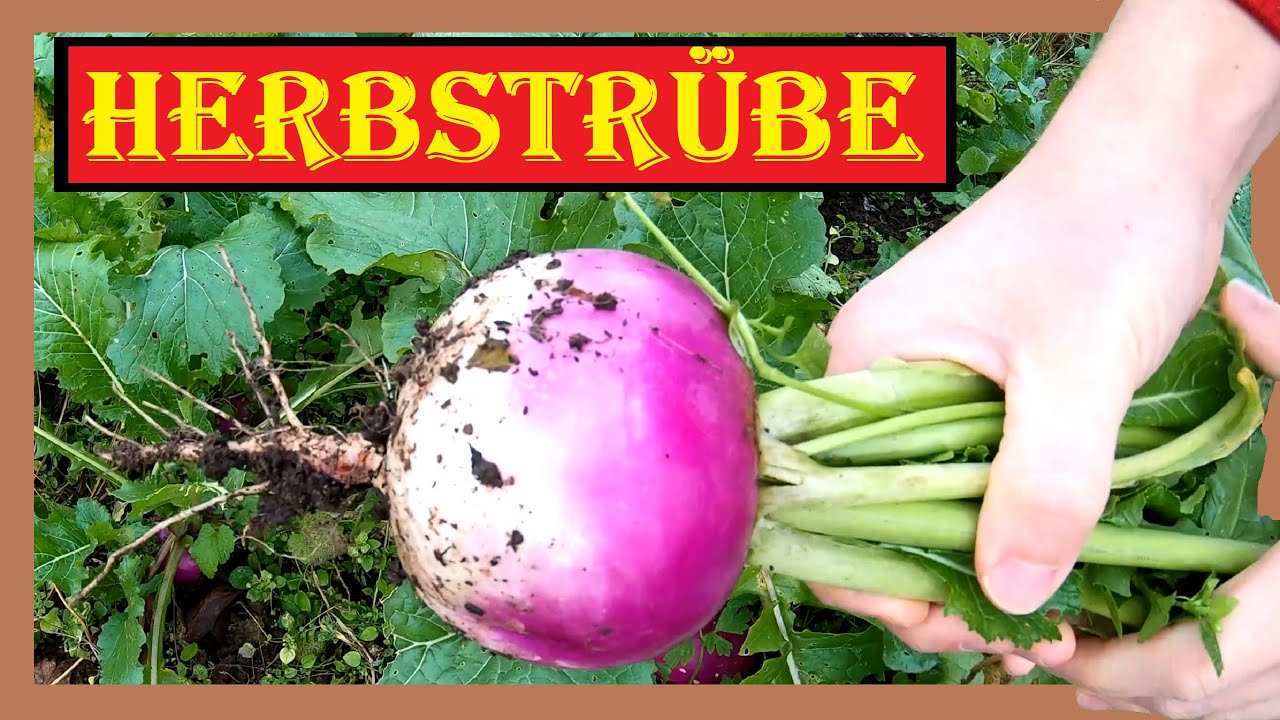 Herbstrüben im Garten anbauen 🍂🌱 Super einfach und wirklich lecker 🌱 Herbstrüben Aussaat bis Ernte
