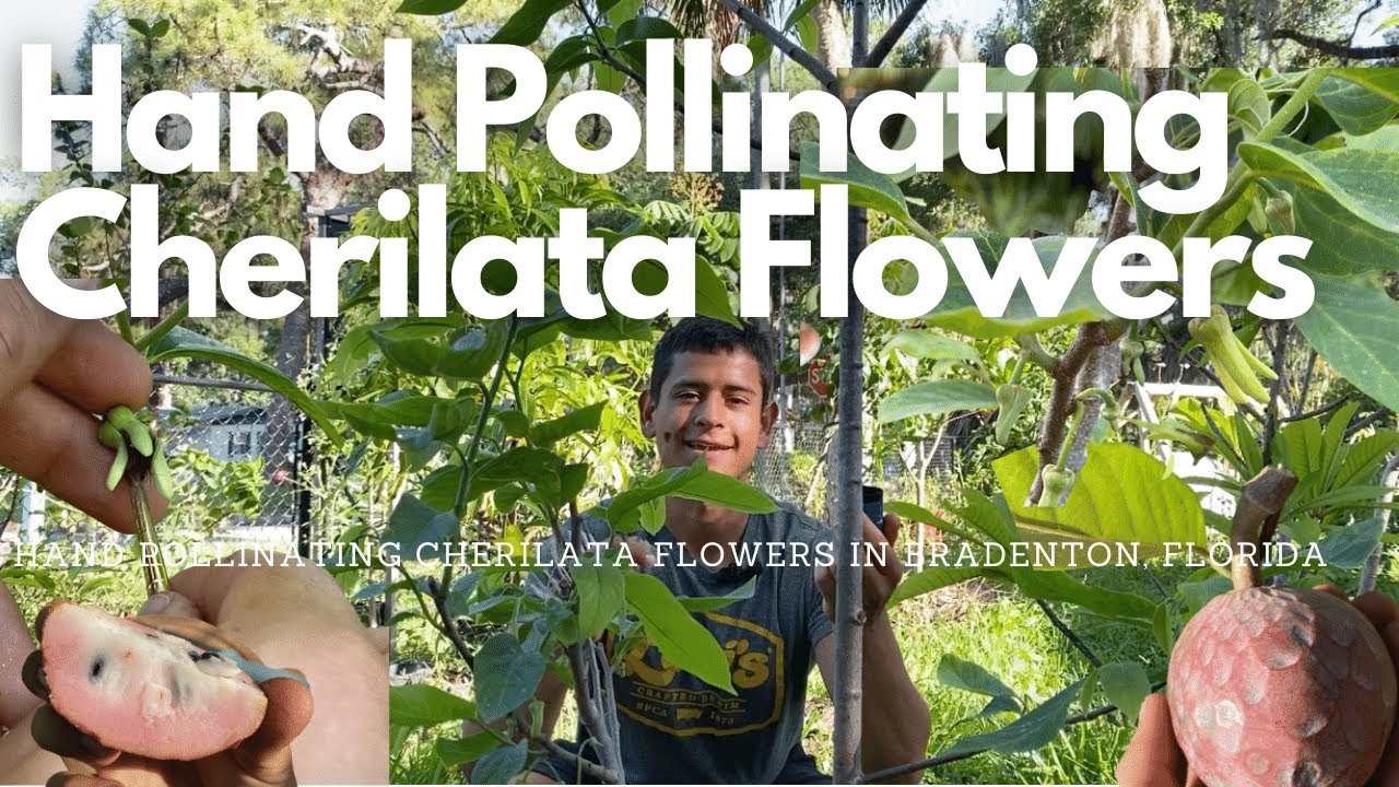 Hand Pollinating Cherilata Flowers