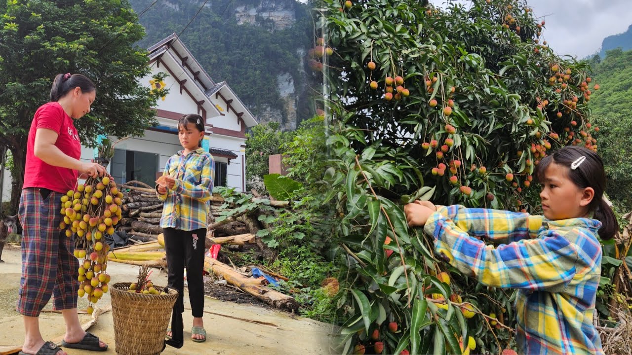 Phuong Vy picked lychees to sell and then used the money to buy medicine to treat her chickens.