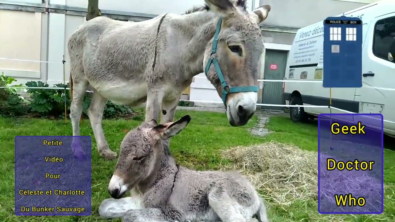 Vidéo pour Céleste 😎 et Charlotte 😇 - Bunker Sauvage