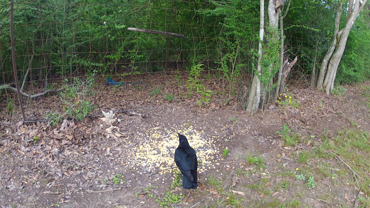 Trevor's GoPro Trail Cam Captures A Crow