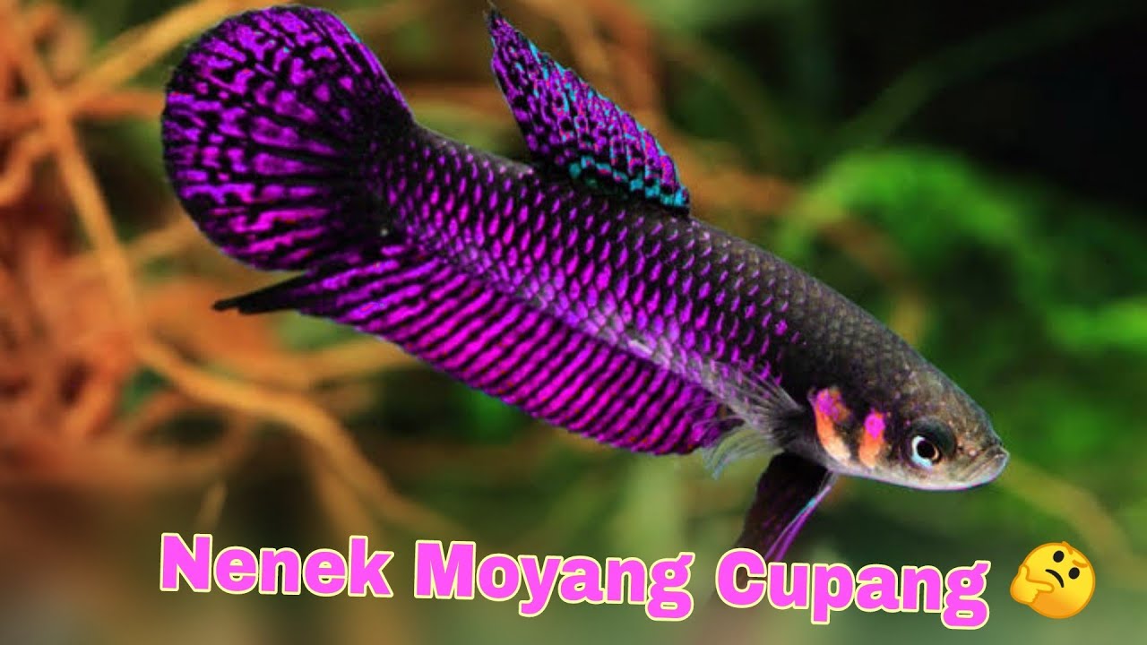 Inilah 9 Jenis Ikan Cupang Liar, Ada Yang Endemik Di Indonesia