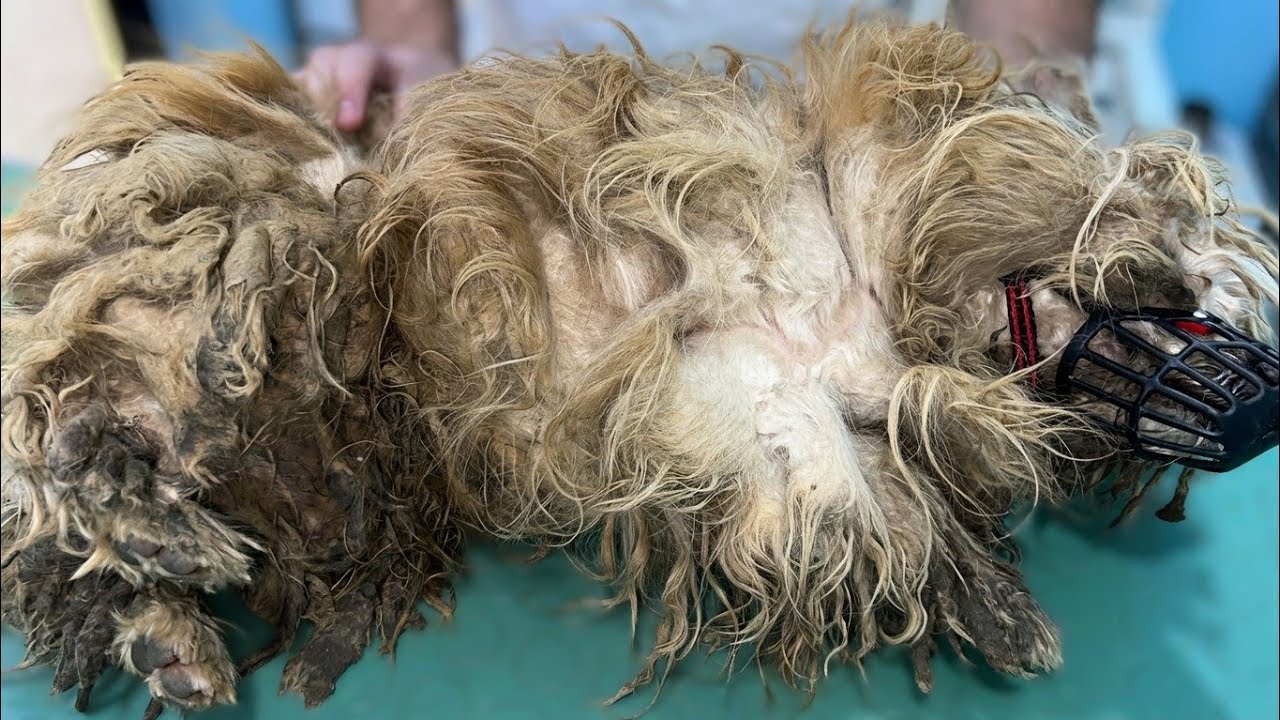 Nobody Wanted To Help This Dog Except Us