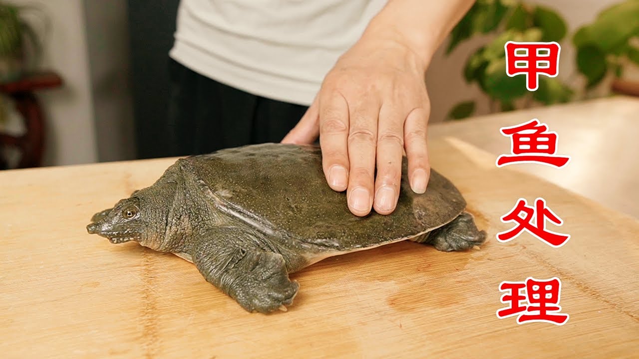正确的甲鱼宰杀和处理方法，哪些内脏能吃？哪些不能吃？有讲究（turtle）