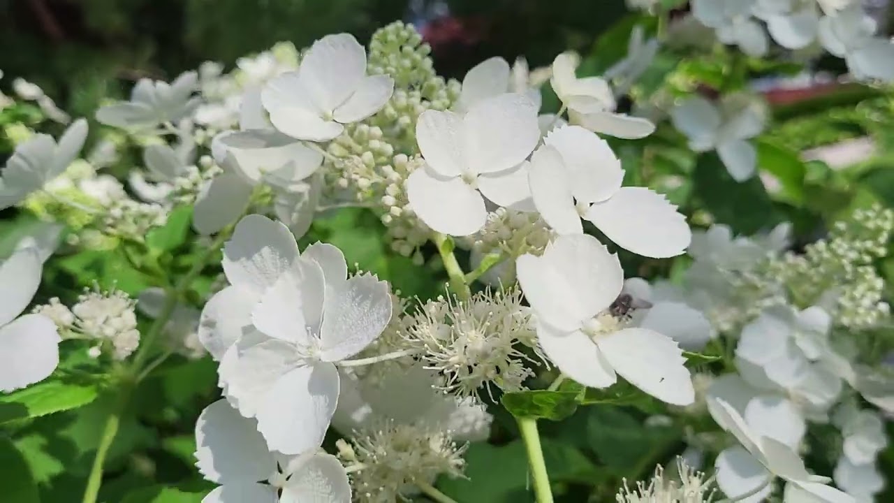 Сад в БЕЛОМ!
