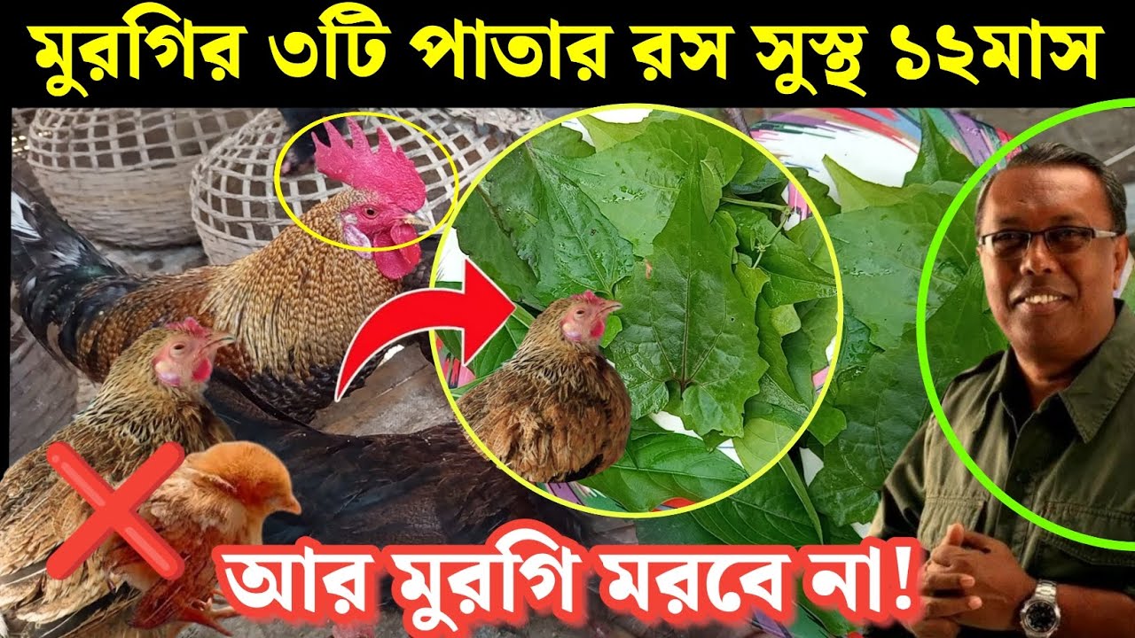 মুরগির তিনটি পাতা দিয়ে সারা বছর সুস্থ রাখুন 🐔🐓🌿 ।  Desi Murgi Palan | দেশি মুরগি পালন পদ্ধতি