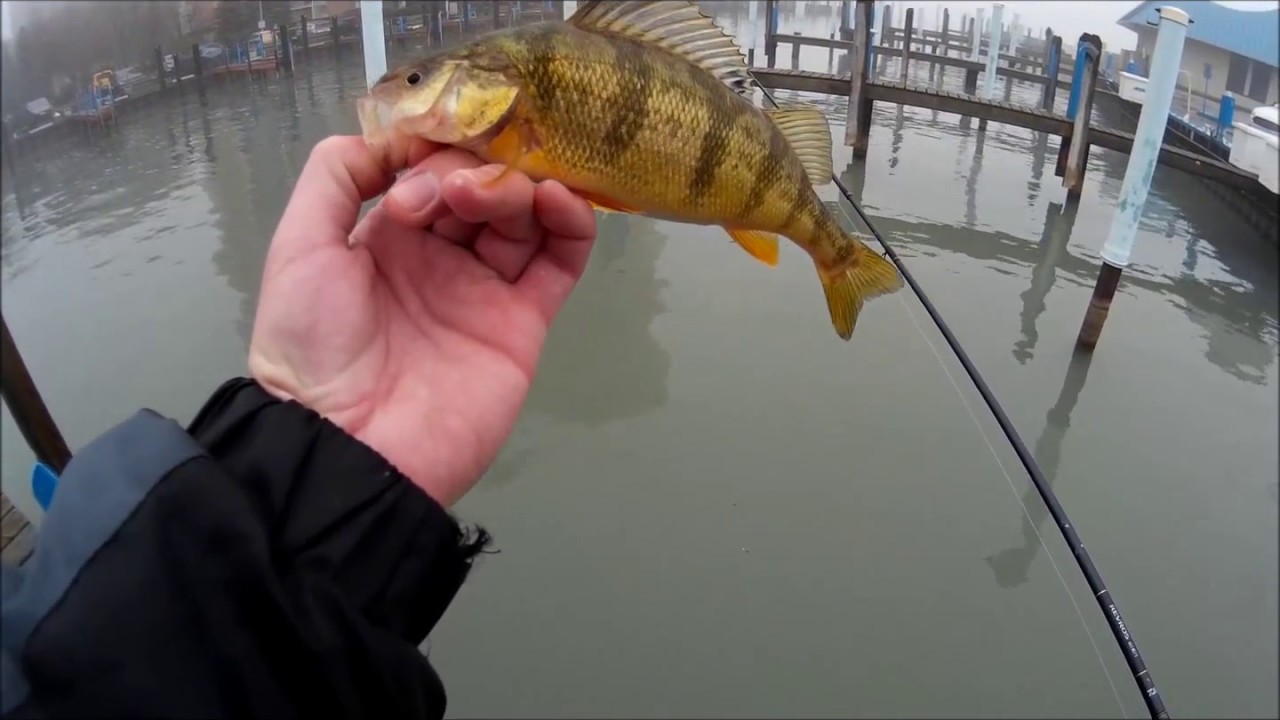Cold water perch fishing in a marina! DPFishing