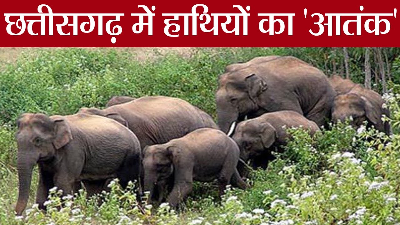 Chhattisgarh:Wild Elephant के कहर का ऐसा वीडियो, जो आपको हैरान कर देगा |Watch Video|वनइंडिया हिंदी