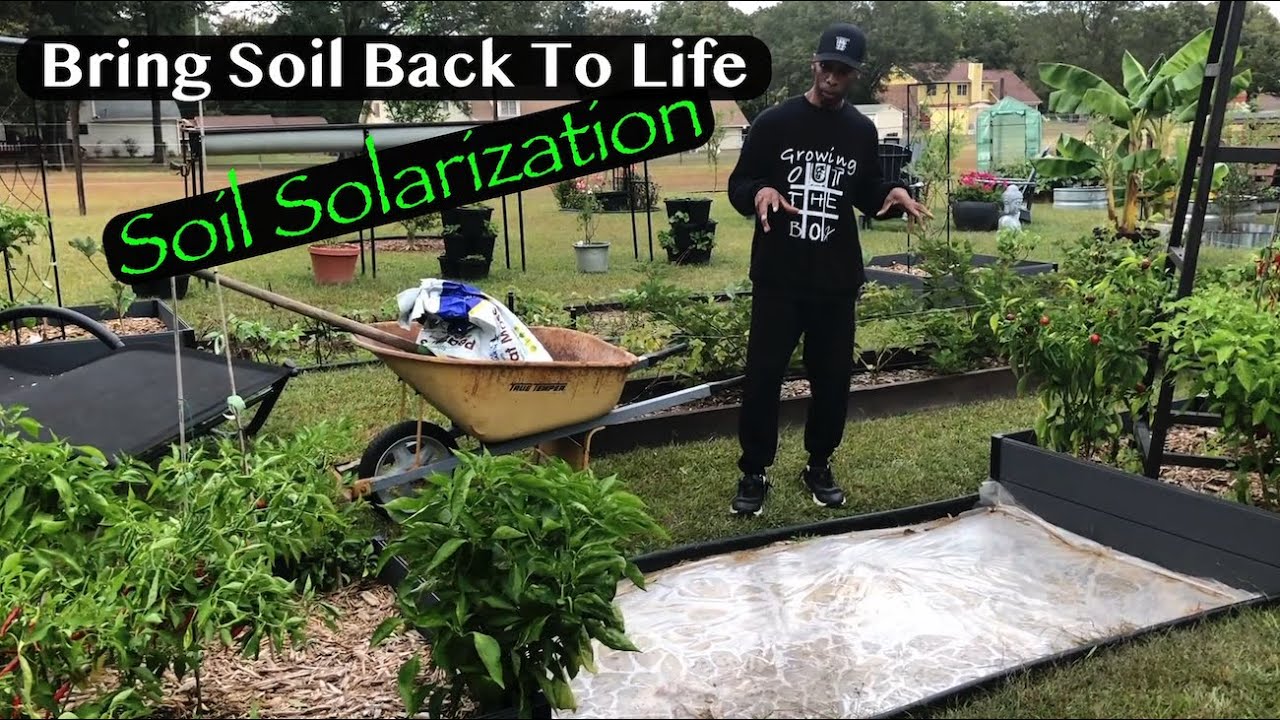 🌱 Bring Soil BACK to LIFE After Solarization! 🌱