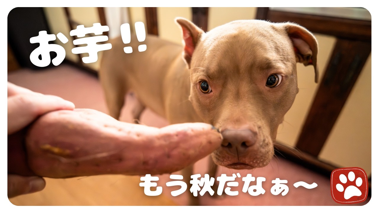 秋なので大好きなサツマイモを食べ、主と一緒のお布団で寝るピットブルが可愛すぎた！