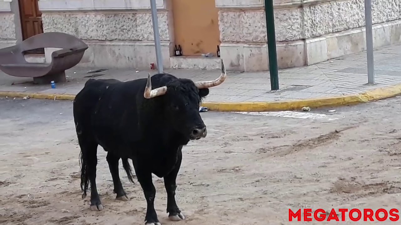 Rafelbu&ntilde;ol TOROS cerriles 7/9/2019