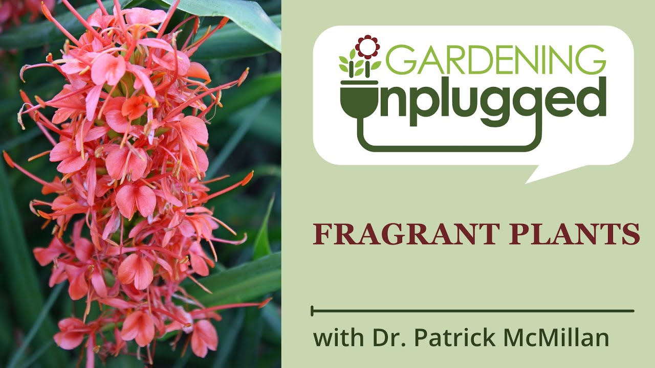 Gardening Unplugged - Fragrant Plants with Dr. Patrick McMillan