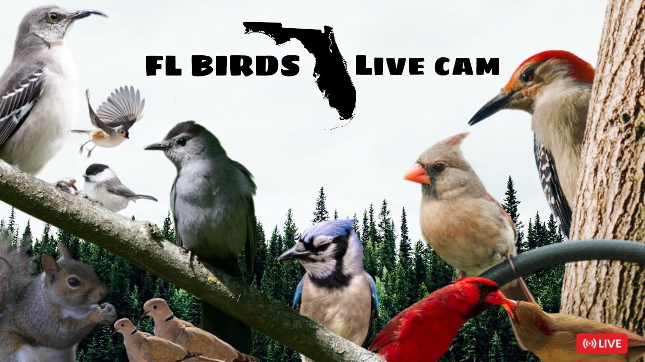 LIVE ✨ FLORIDA Bird Feeder Cam 🌥️ TUESDAY Birds, Squirrels, Nature Sounds #cattv #live #birdfeeder