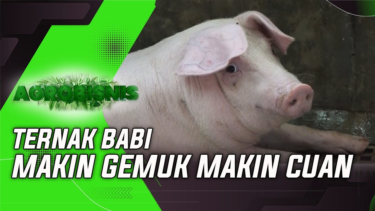 TERNAK BABI MAKIN GEMUK MAKIN CUAN | AGROBISNIS