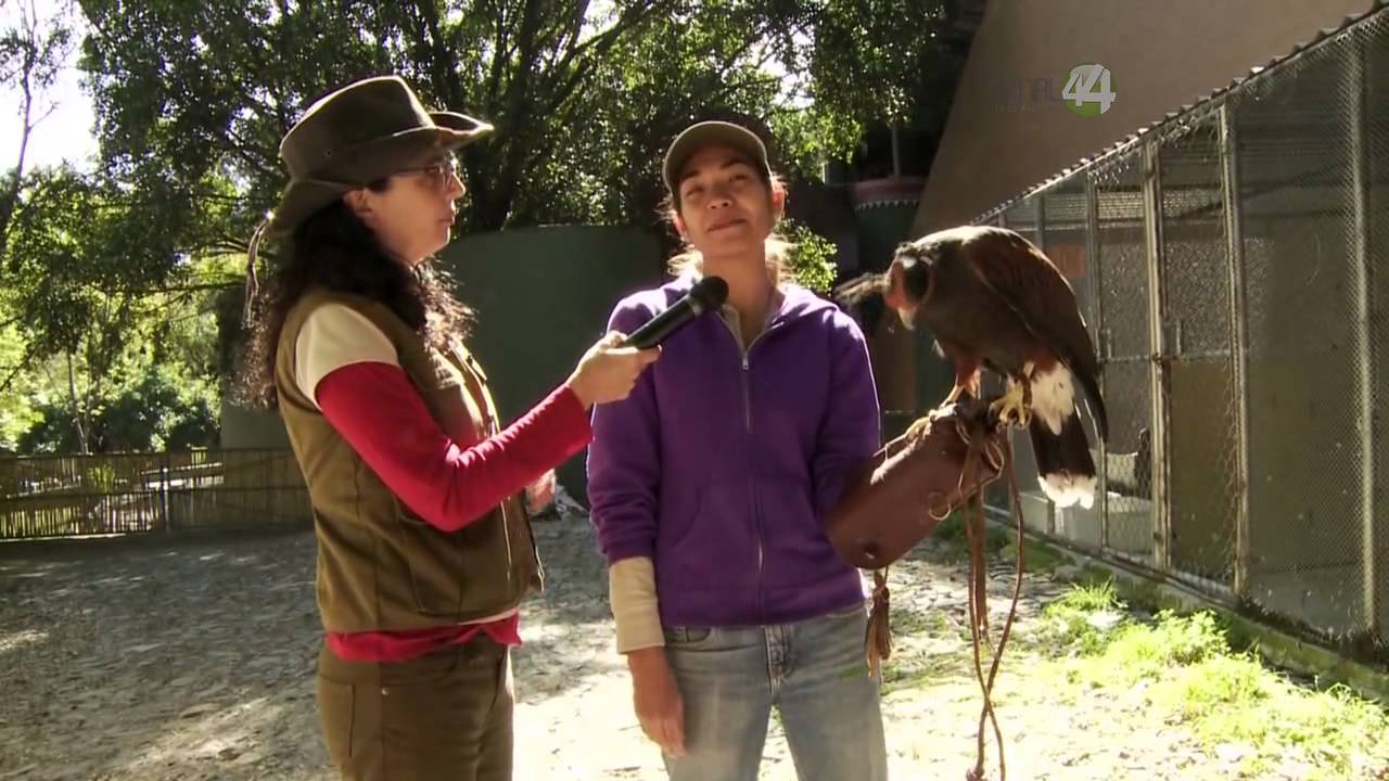 Desde el Zoológico: Aguililla Harris