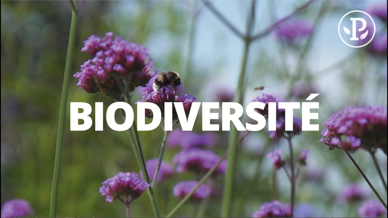 BIODIVERSITÉ