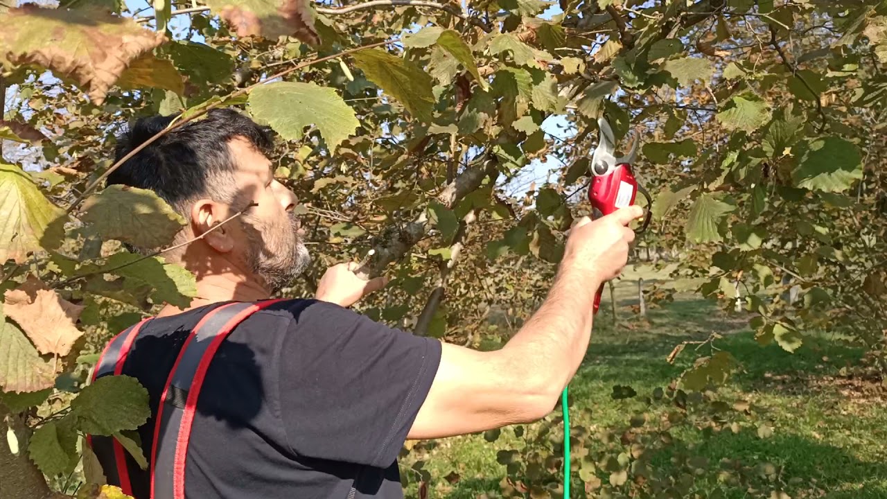 Fındıkta dal kesimi ve ürün budaması