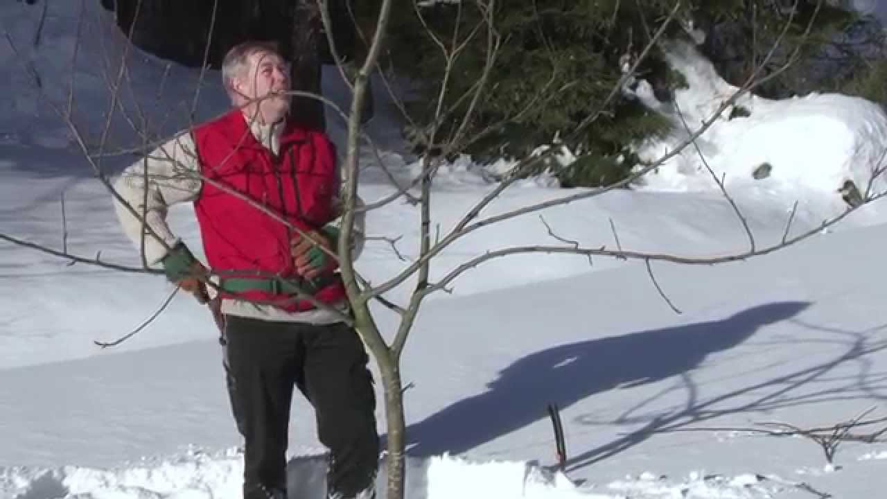Riktig beskjæring av frukttrær