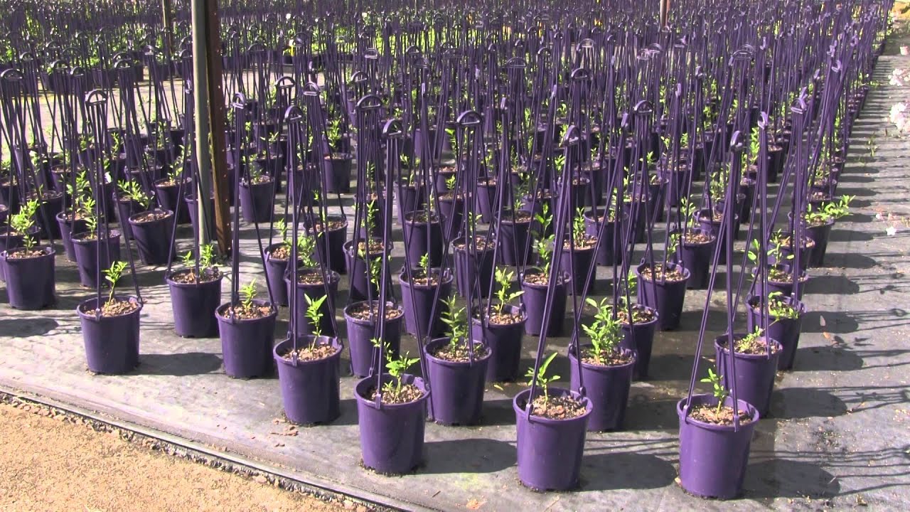 Production Nursery Work Flow Efficiency