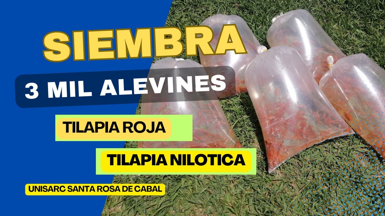 Pasos para sembrar 3 mil Alevines