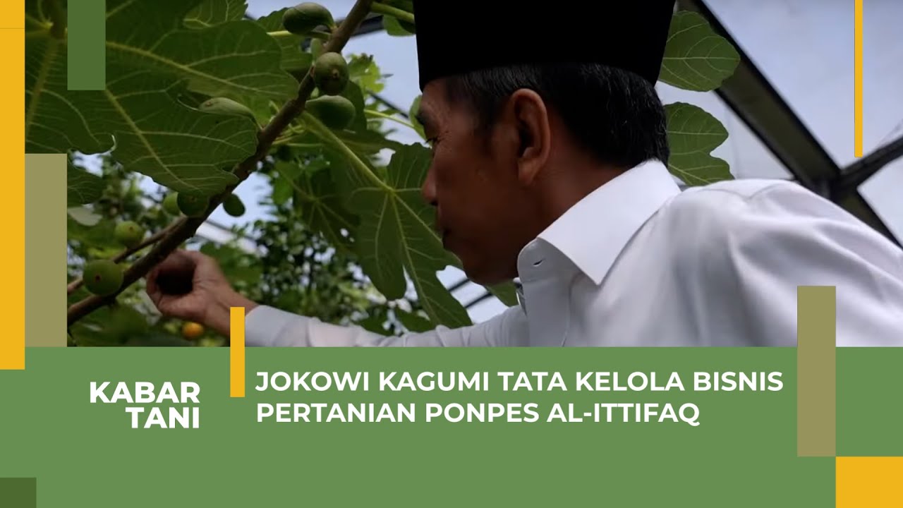 Presiden Jokowi Puji Bisnis Pertanian di Pondok Pesantren Al-Ittifaq Rancabali