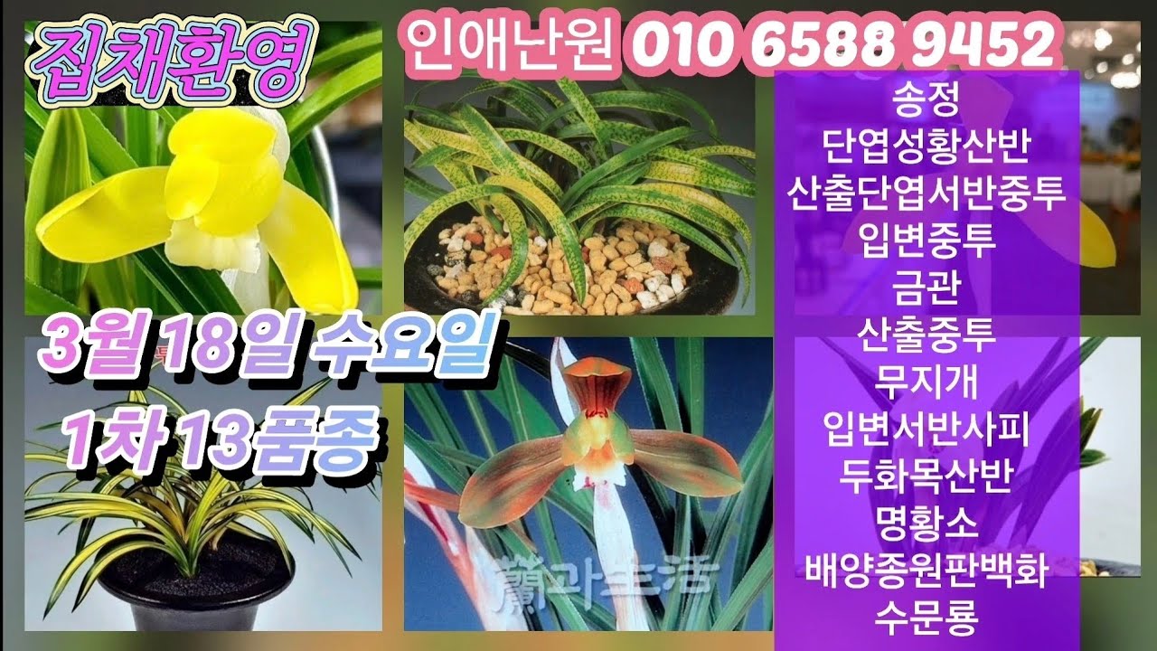 3월 18일 수/1차 송정 단엽성황산반 산출단엽서반중투 입변중투 금관 산출중투 무지개 서반사피 두화목산반 명황소 배양종원판백화 수문룡 13품종 판매합니다