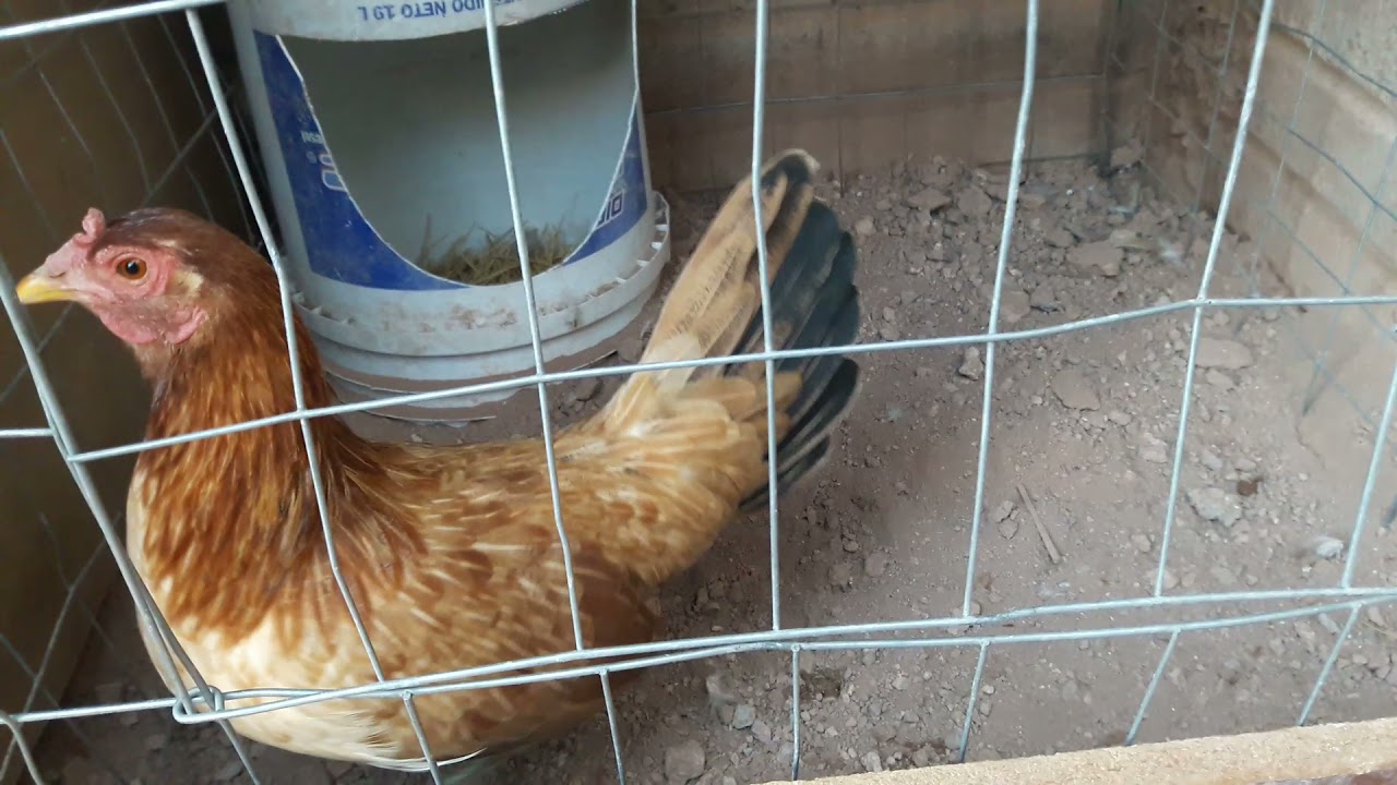 RECOMENDACIONES PARA QUE PONGAN HUEVOS LAS GALLINAS.