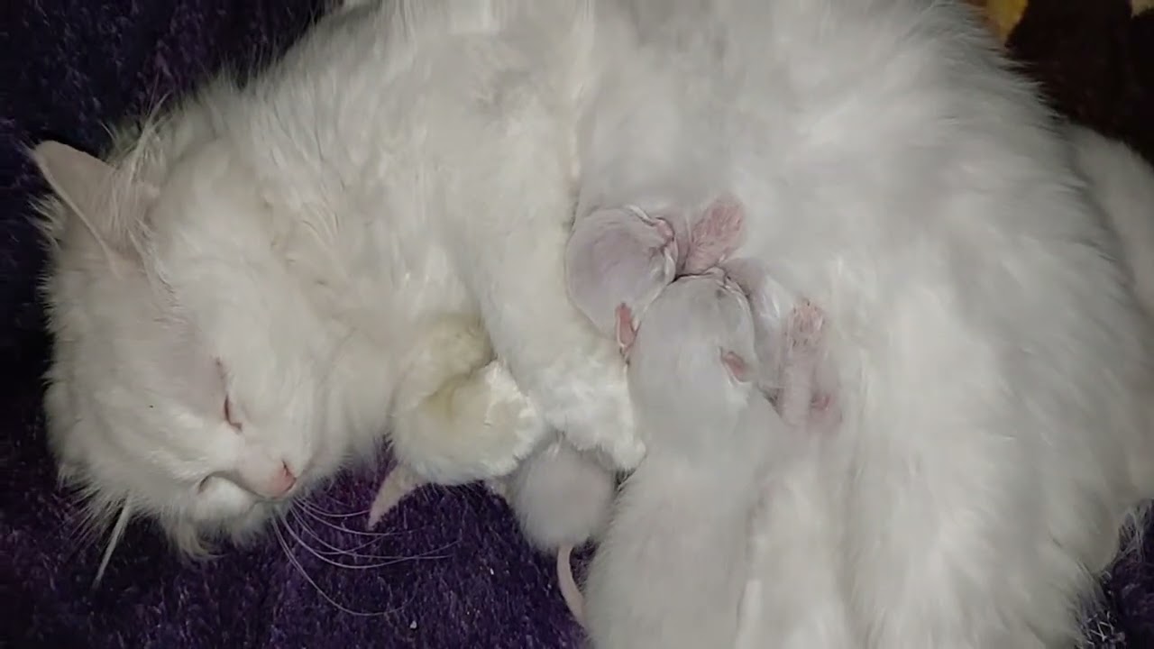 2 Kittens Drinking Milk… But Why Is 1 Kitten Ignoring Mama? 😳