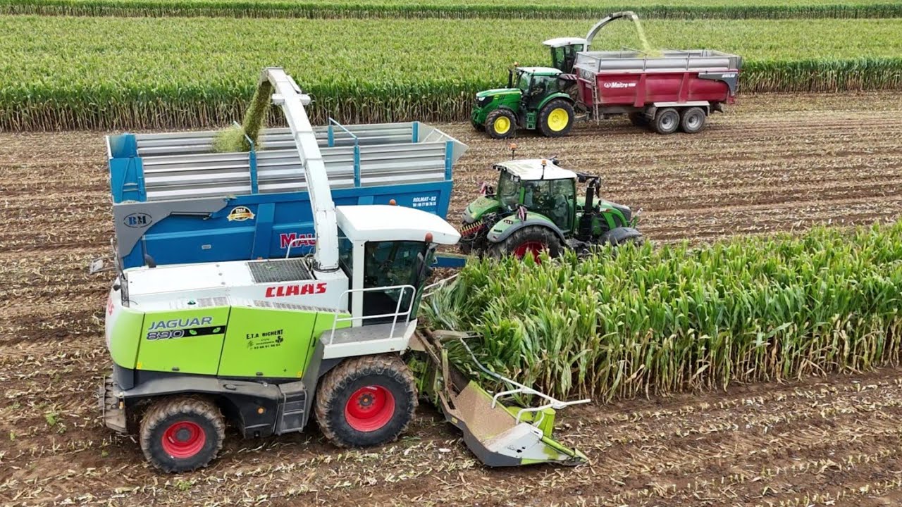 🌽Ensilage de Maïs 2025 avec 16 rangs 😍 2 Claas Jaguar 890