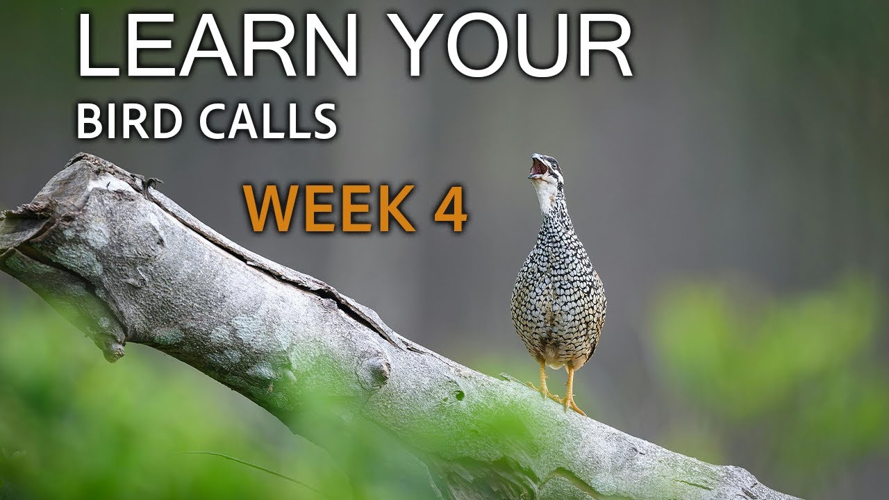Learn Your Bird Calls – Week 4