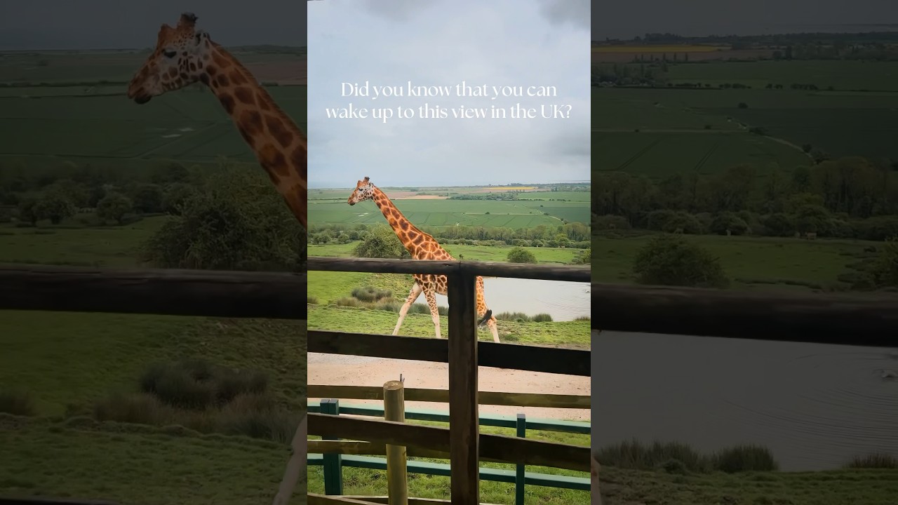 An incredible UK staycation at Port Lympne wildlife reserve in Kent, UK 🦒 #ukstaycation