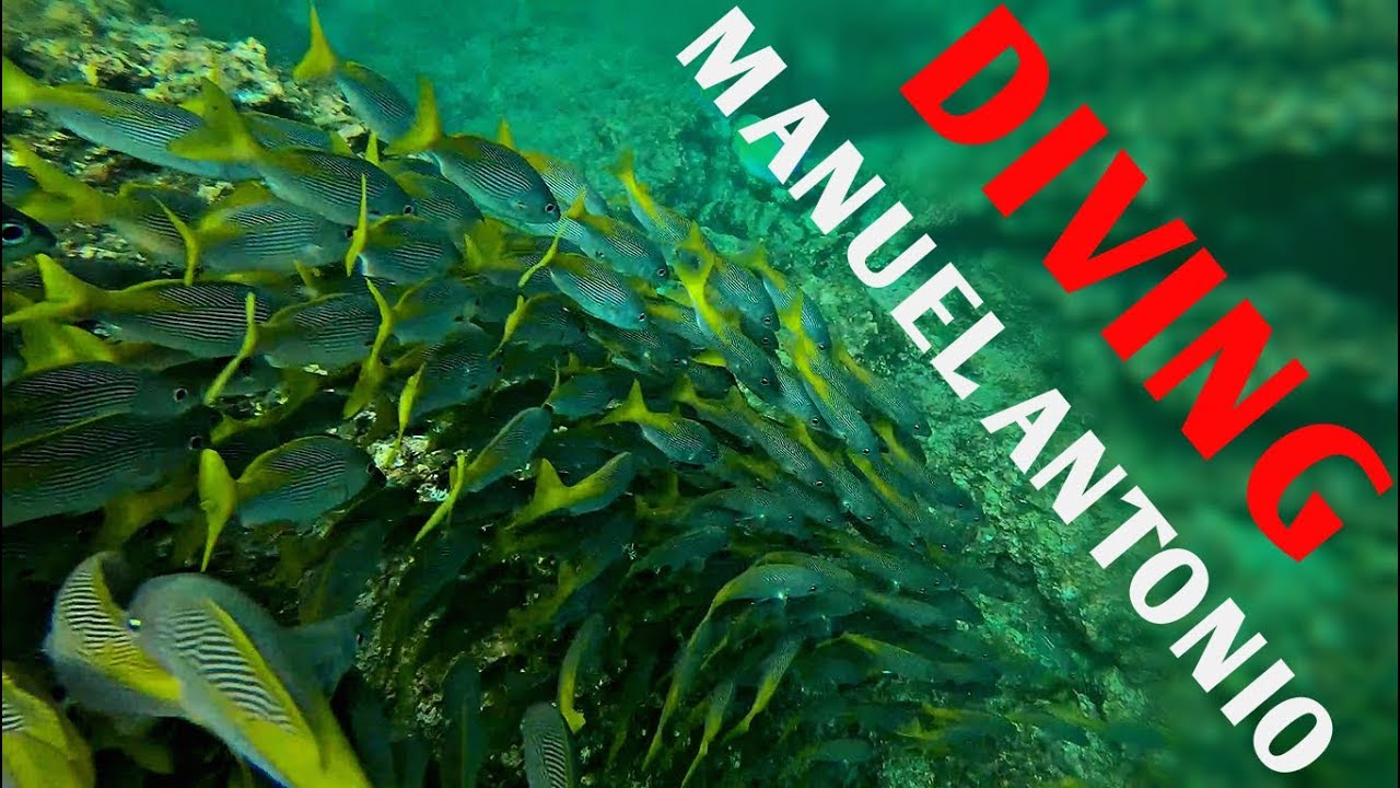 Diving at Manuel Antonio, Costa Rica. Spots: 