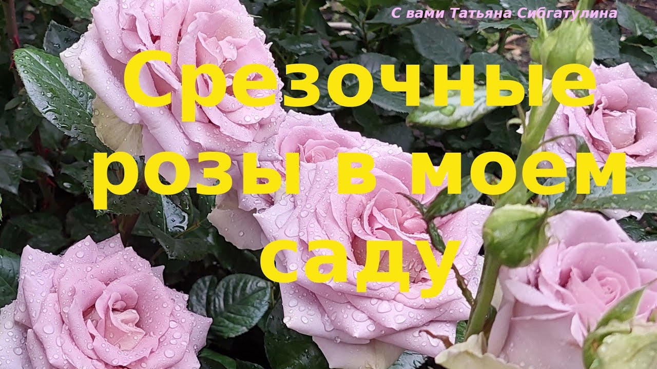 15 января 2026 г.