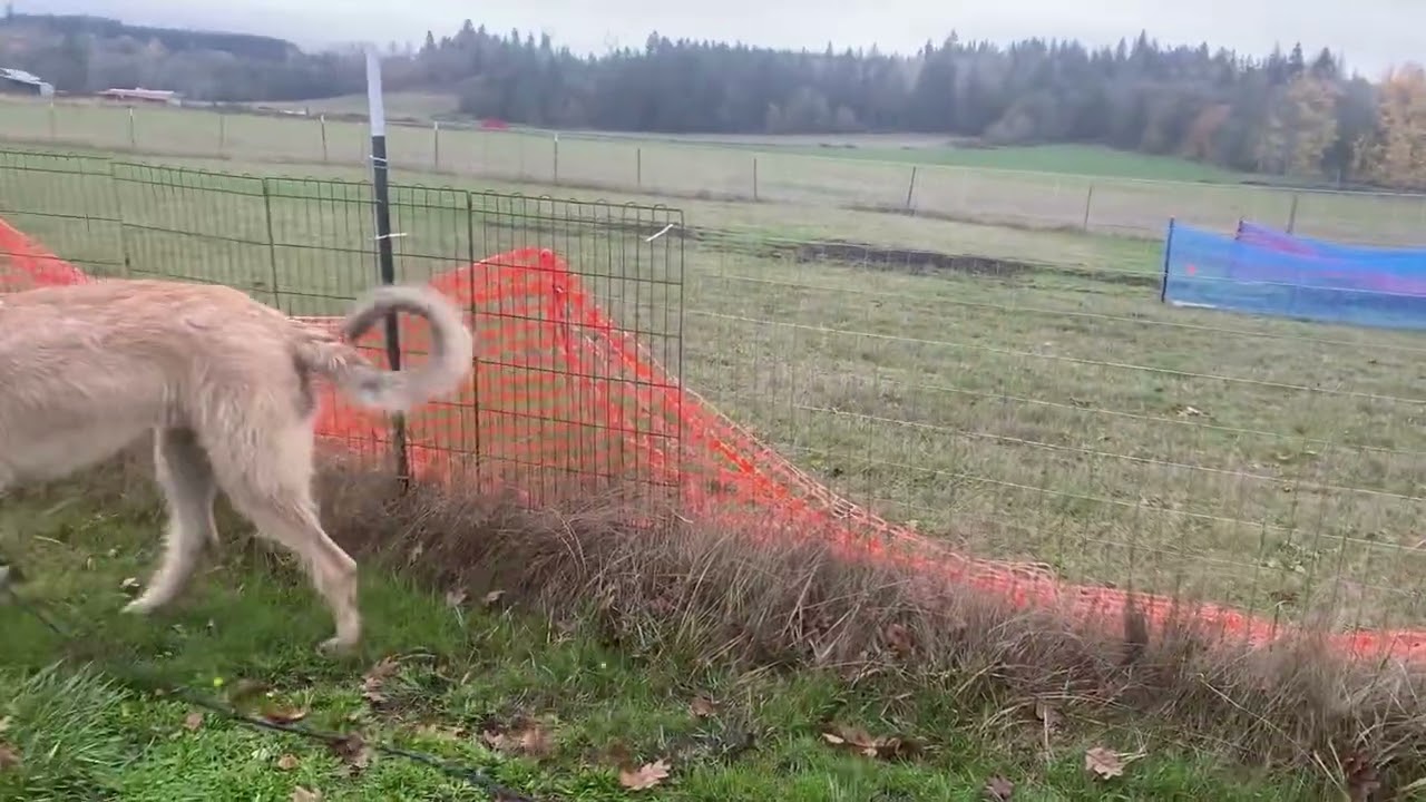 Kong the Irish Wolfhound. Tracking!