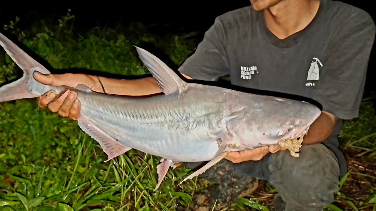 FISHING CAMP 24 JAM DI PINGGIR SUNGAI ROKAN BERBURU PATIN HIU TENGAH MALAM JORAN MELENGKUNG TAJAM