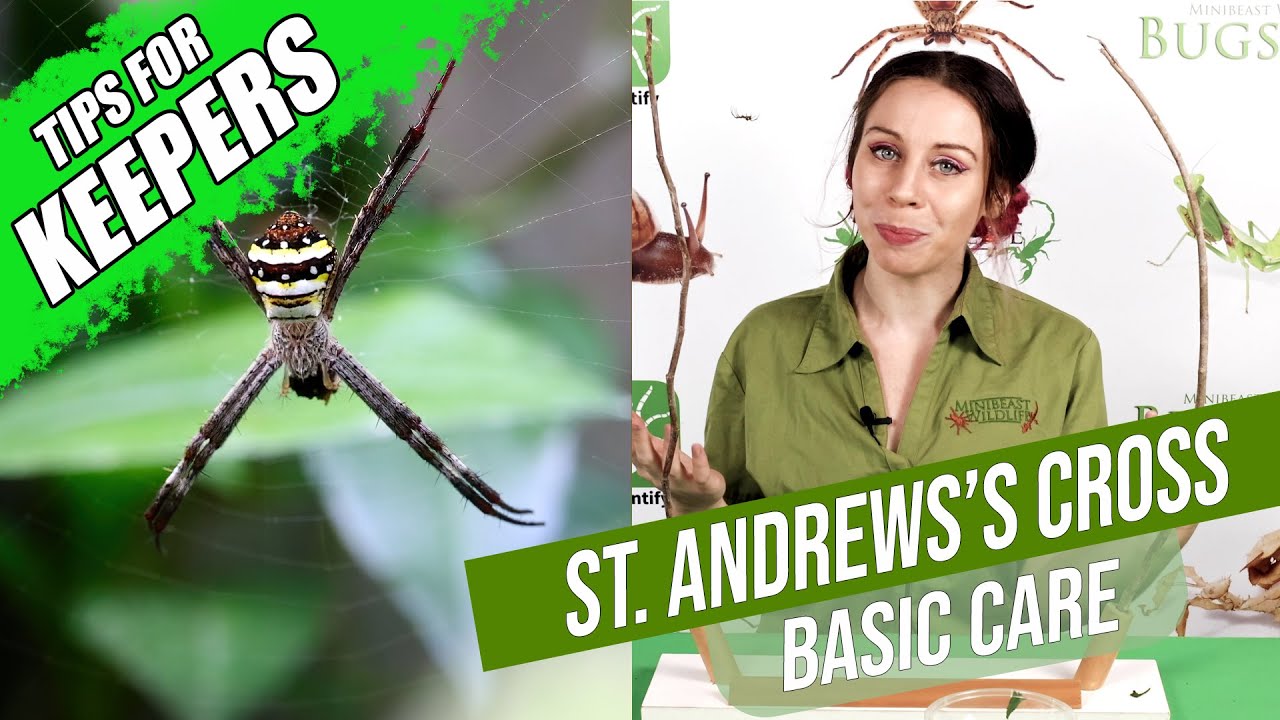 How to keep the Tropical St. Andrew's Cross | Keeper Tips