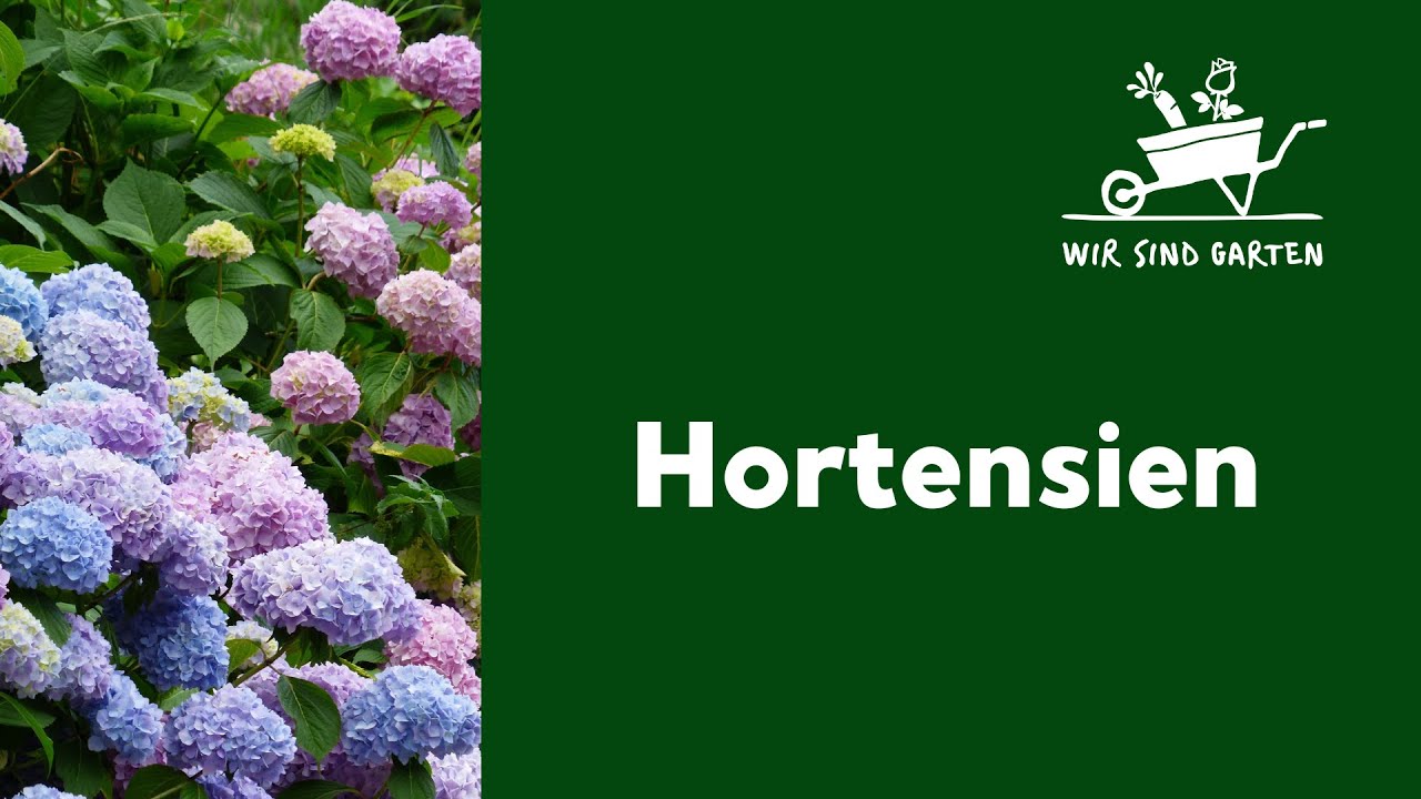 Hortensien im Garten, auf der Terrasse und dem Balkon