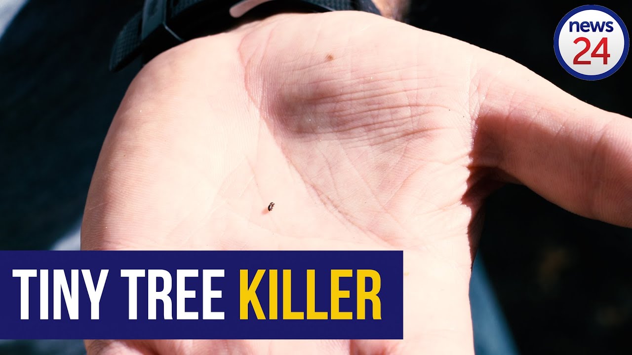 WATCH: An invasive beetle is killing SA&rsquo;s trees - here&rsquo;s how to spot the signs