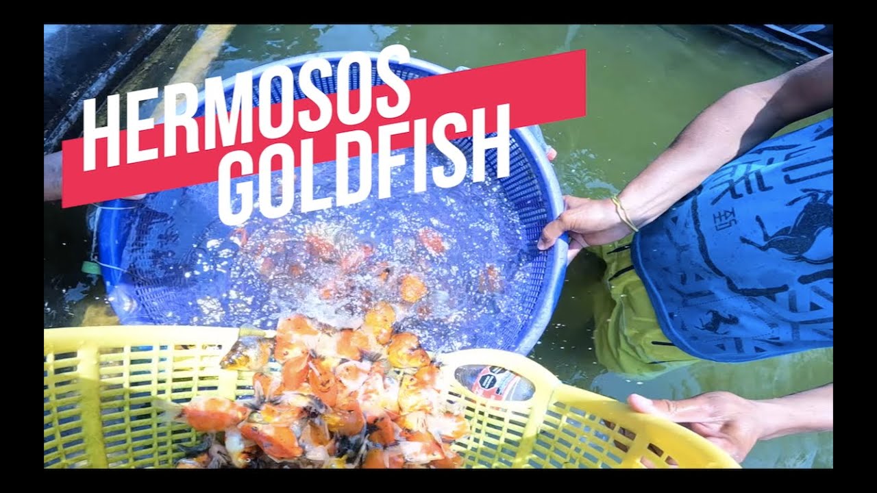 CRIADERO DE PECES EN CHINA||||||😍🐡🐡