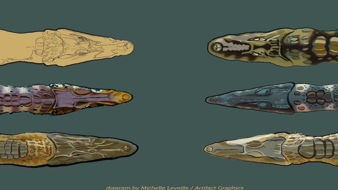 All Caiman Species List - Species List