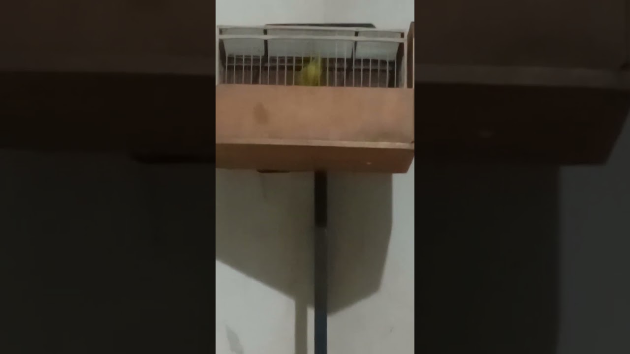 Dándole cátedra a los blanquitos 🎼💤🎼💤🎼