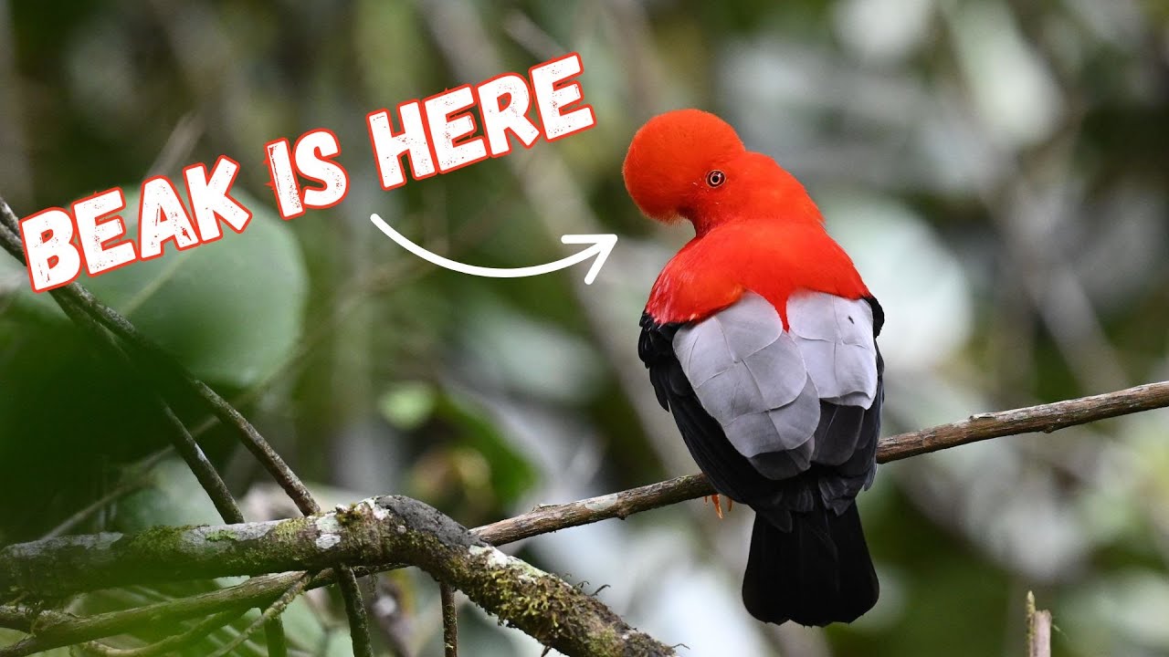 Andean Cock-of-the-Rock | Funny bird, even funnier sound