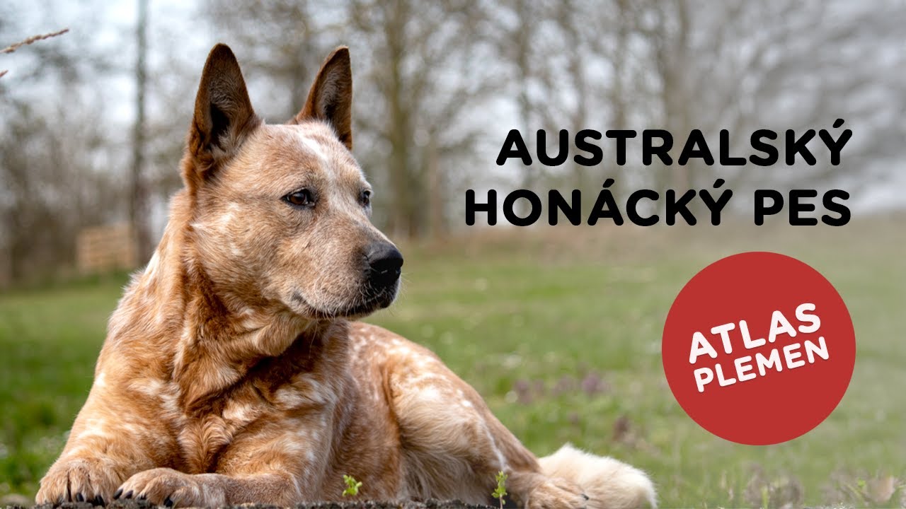 🐶 Australský honácký pes - Atlas plemen - Tlapka TV