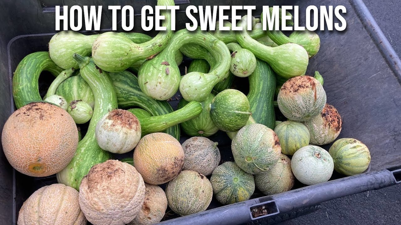 My Melon-Growing Journey to Incredible, Sweet, & Fragrant Melons