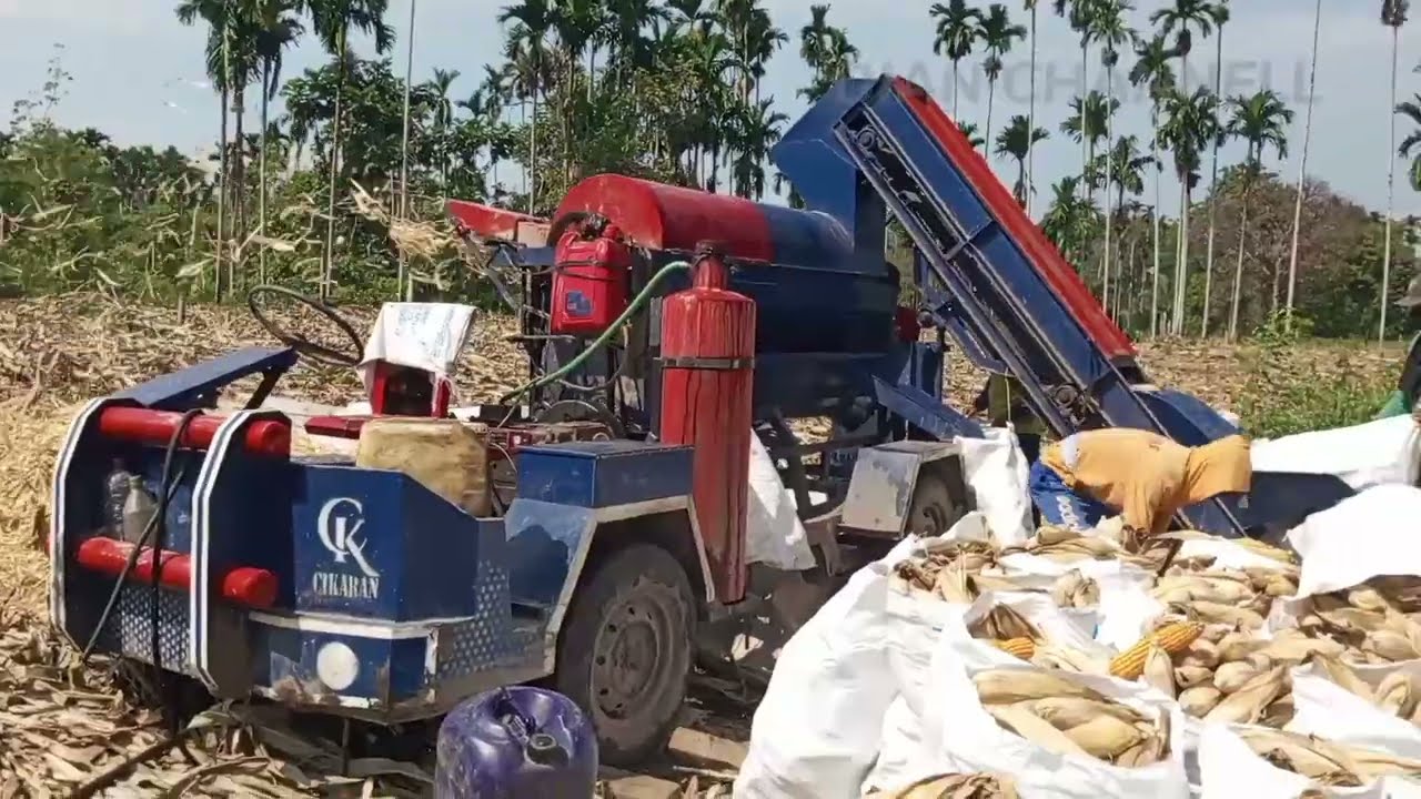 Terjun dua unit Sekaligus || Perontok jagung conveyor tanpa kupas