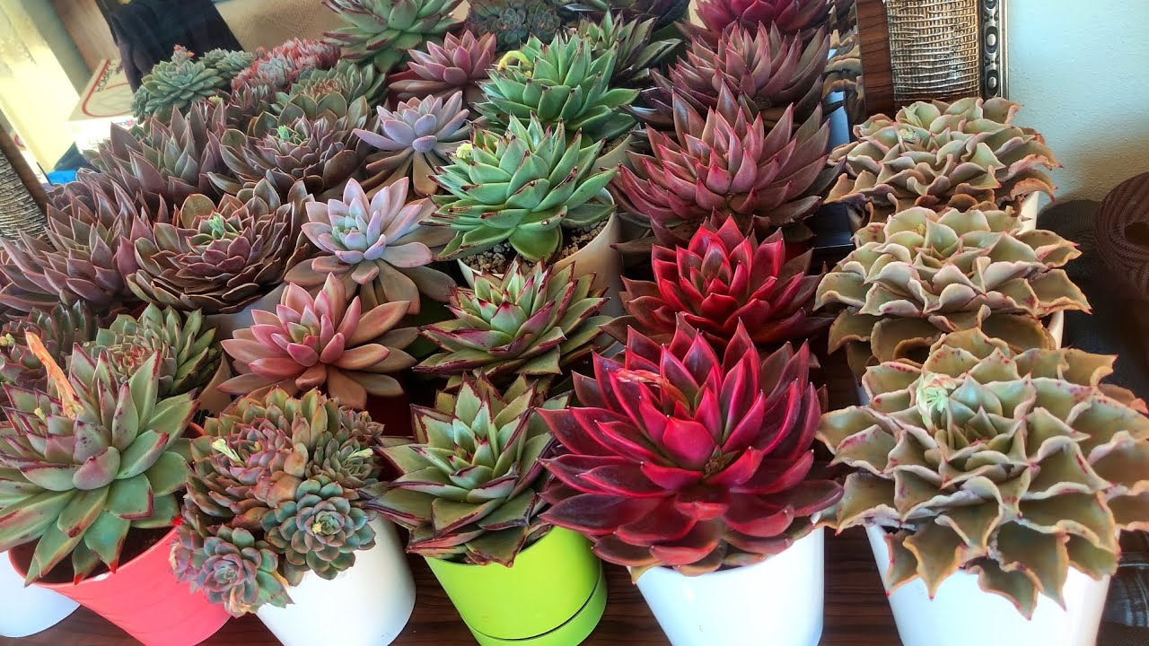 Neler Aldım Neler 😍#cicek #plants #succulent #keşfet #garden #love #flowers #çiçek #gül#sukulenty