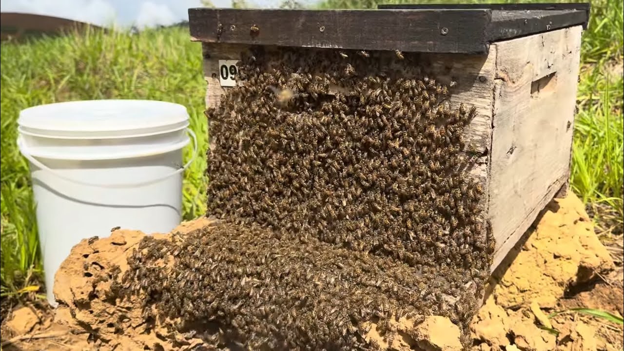 CAPTURA de Abelhas Apis / Essa deu BOM 🥰🐝