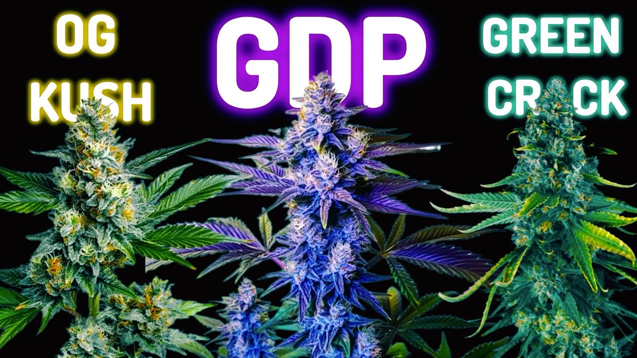 The Most Famous Cannabis Strains In The World | Retro Tech Compilation