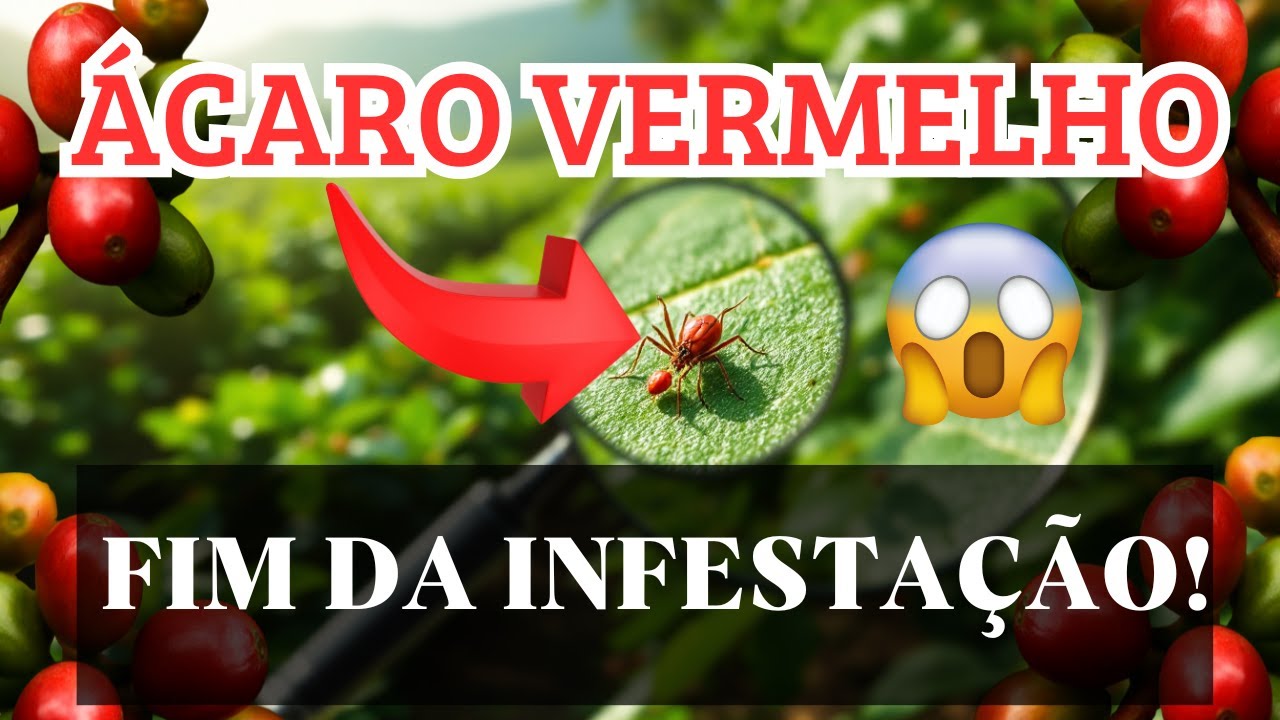 ÁCARO VERMELHO NO CAFÉ ☕: FIM DO PESADÊLO! 🍂 Dicas Incríveis para Salvar Sua Lavoura! 🌱