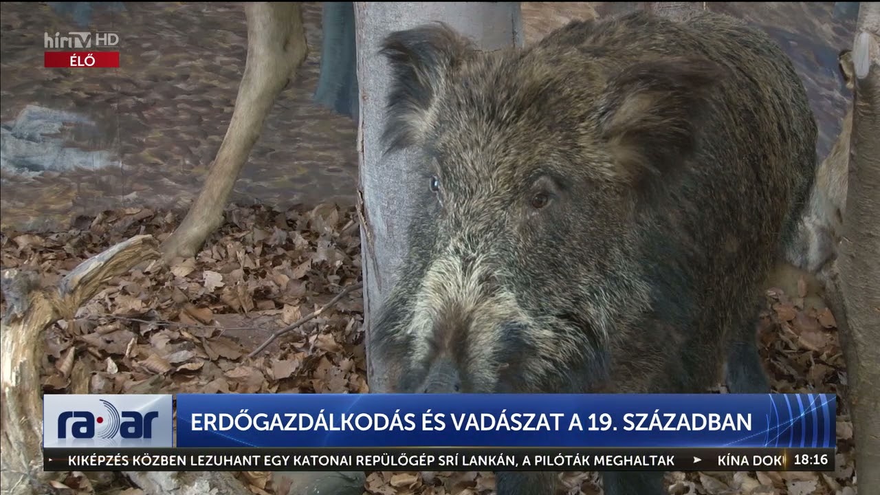Radar - Erdőgazdálkodás és vadászat a XIX. században - HÍR TV